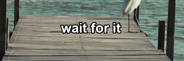 One-line caption over a wooden deck, 9:16 — 100% crop of the input